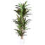 Red Faux Dracaena Tree In Plastic Pot