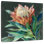 Deep Protea