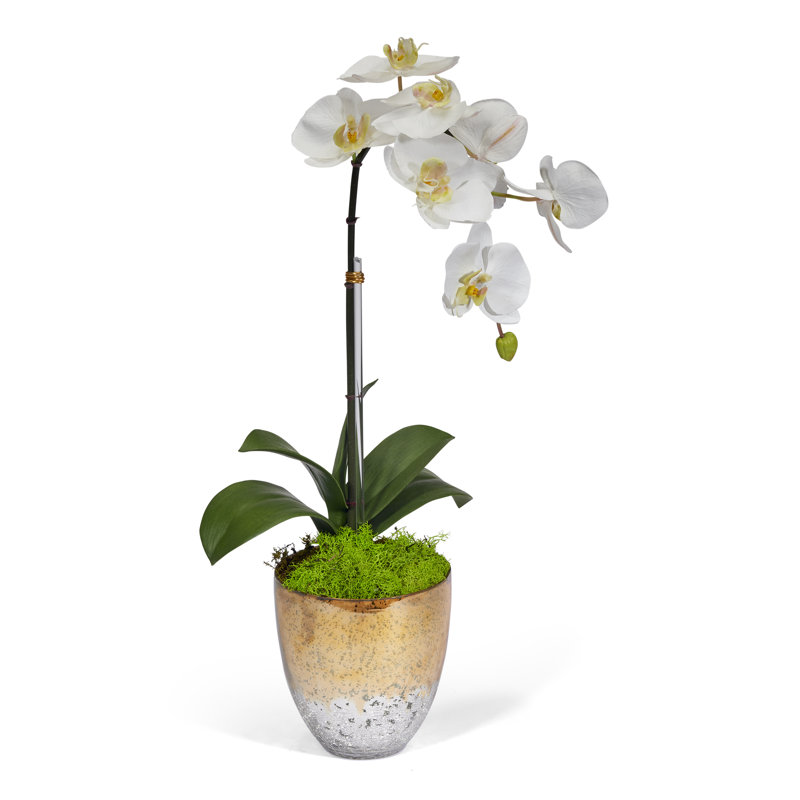 Single Orchids Floral Arrangement in Vase, White