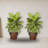 Dieffenbachia Silk Plant with Wood Vase
