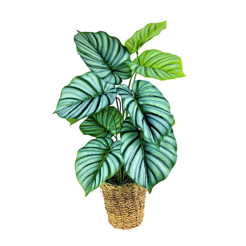 30'' Faux Prayer Plant in Wicker/Rattan Basket