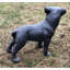 Larae Dog Weather Resistant Concrete Garden Statue-1255861315