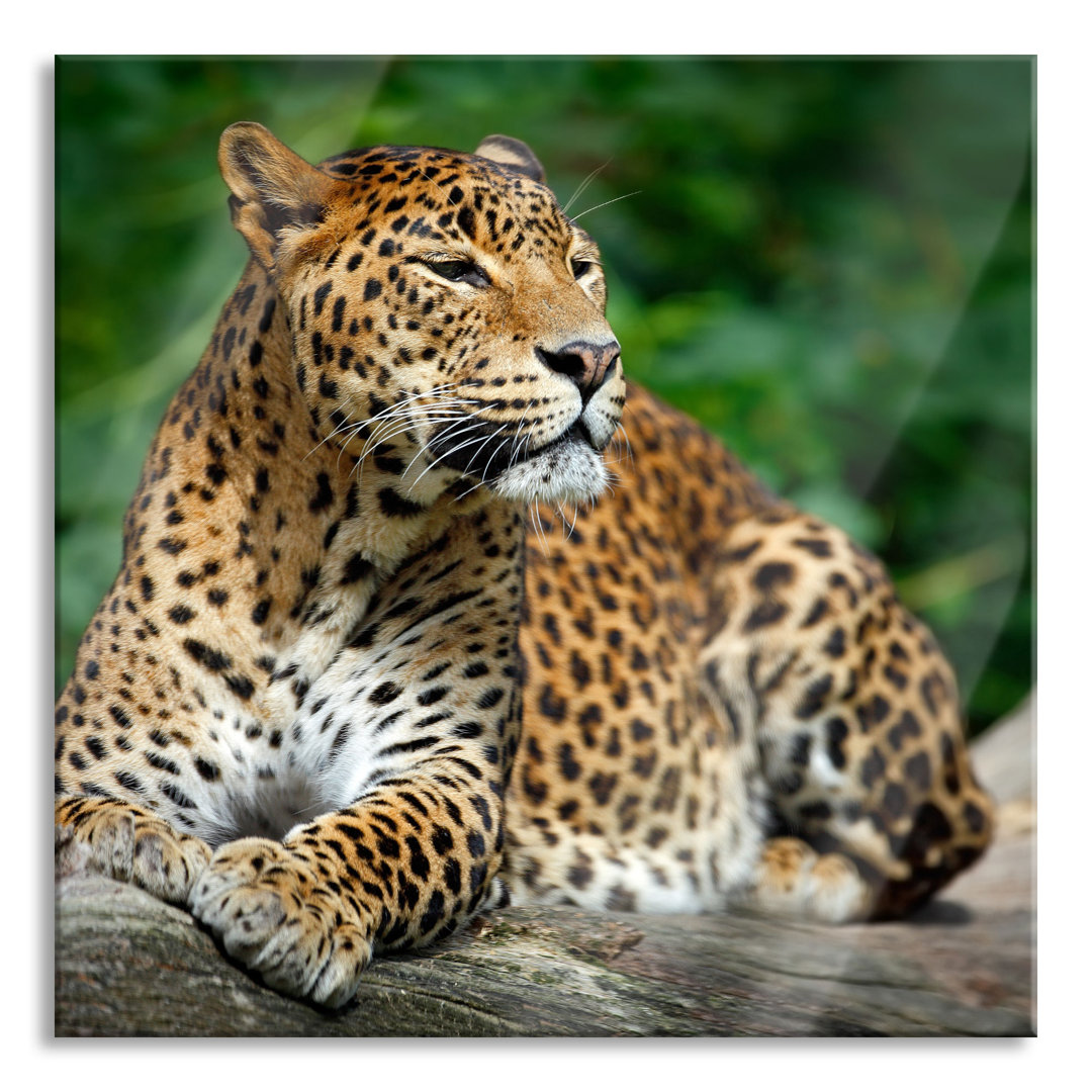 Glasbild Wunderschöner Leopard in der Natur