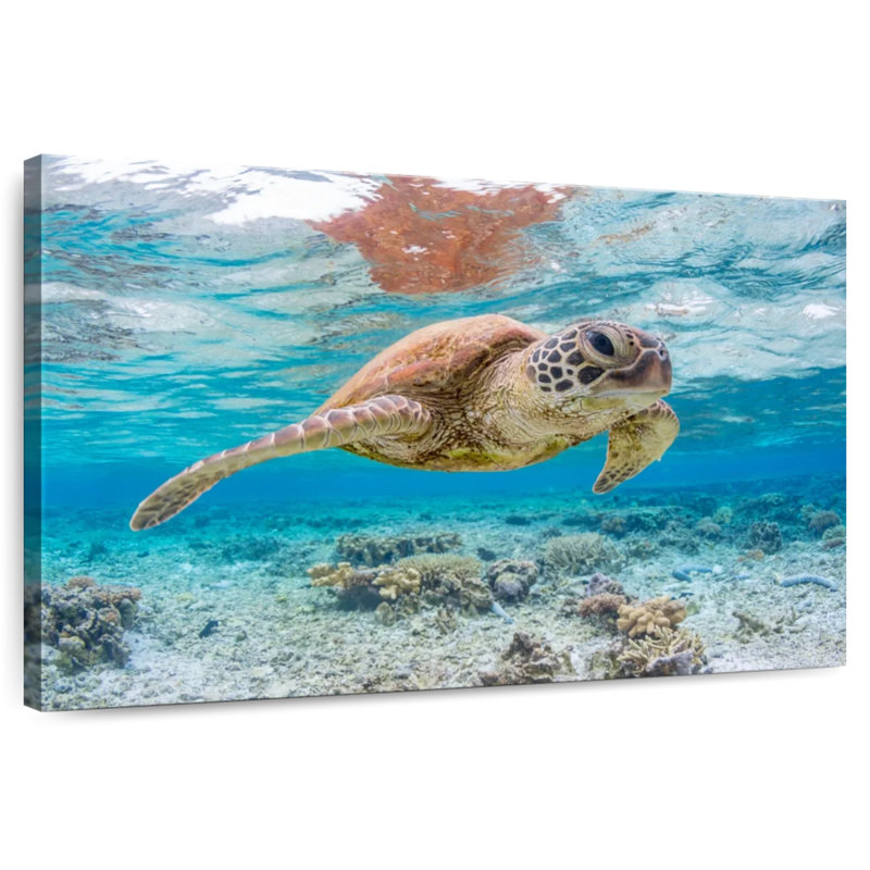 Brampt Galapagos Island Turtle, 16" H x 24" W