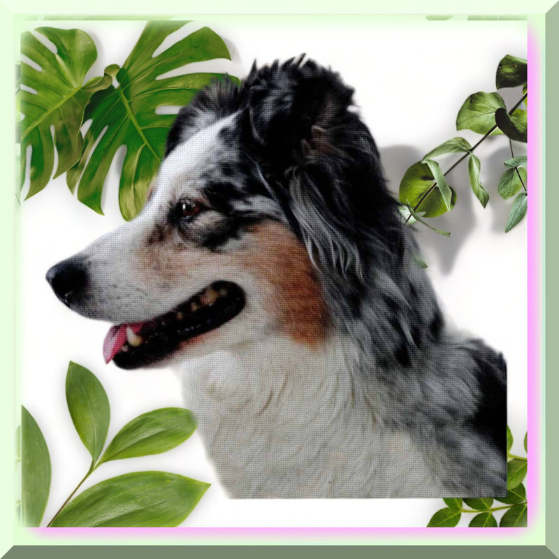 Aussie Paws Patchwork Australian Shepherd Quilt Square