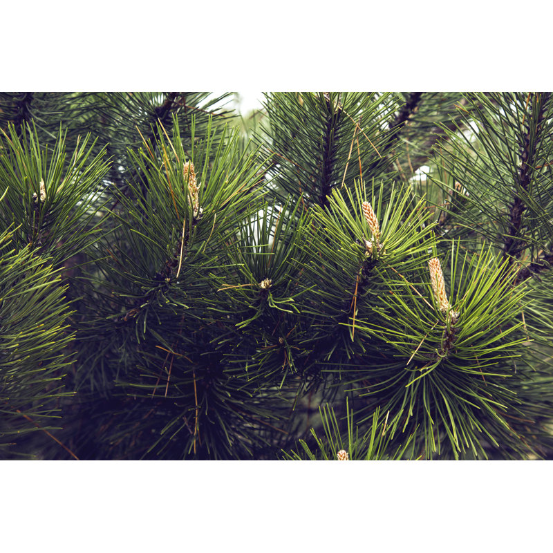 Close-up Of Pine Needles by Filipfoto - Wrapped Canvas Print, 61cm H x 91cm W
