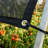 Amgo 50% Black Shade Cloth, Heavy Duty Grommets Shade for Greenhouse, Garden, Patio, Pergola-104250644