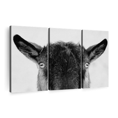 " Peeking Black Goat "