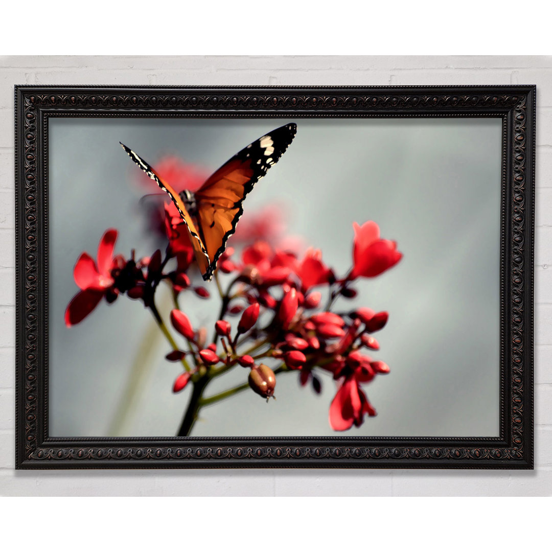 Orange Schmetterling auf Blume - Einzelner Bilderrahmen Kunstdrucke