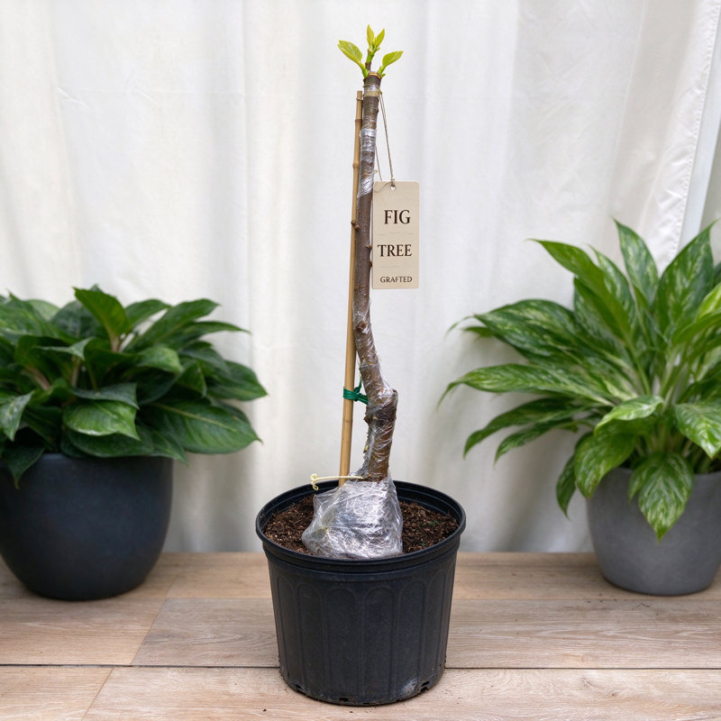 Bare Root Fig Tree Live Plant – Grafted, 2–3 ft, Ready to Plant, Sweet Fruit, Home Garden