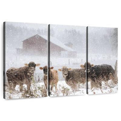 Brampt Cold Cows On The Farm