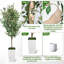 Plant-130014912