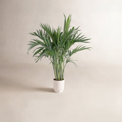 Costa Farms Cat Palm Plant