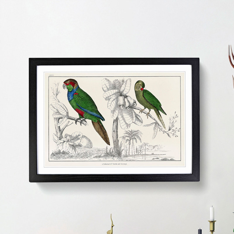 Parrots by Oliver Goldsmith - Framed Print, Black Framed, 48cm H x 65cm W x 2cm D