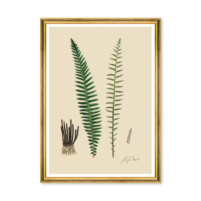 FERNS VI