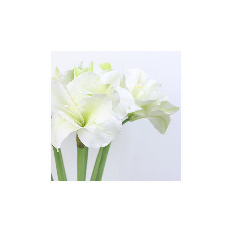 Tige orchidée clivia, 3 tiges, blanc