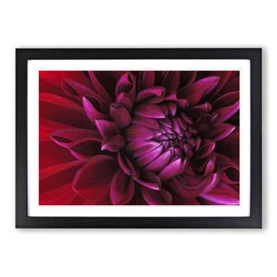 Red Purple Flower Framed Photographic - Framed Print