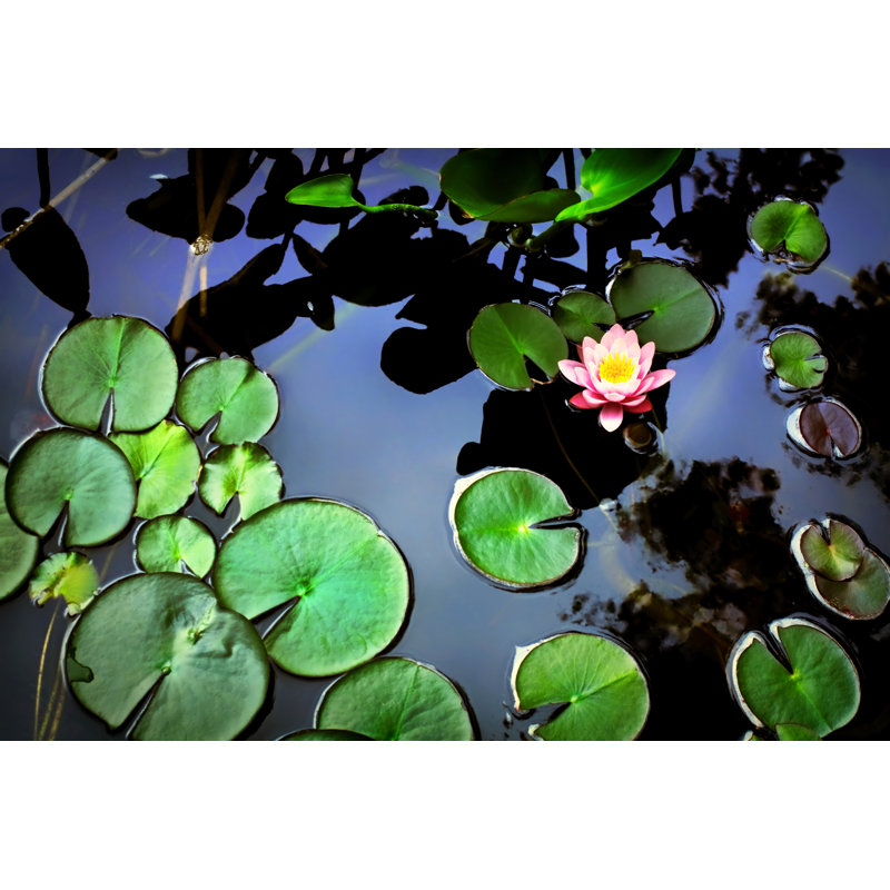 Karlovy Lotus Flower by Saiva - Wrapped Canvas Print, 30cm H x 46cm W x 3.8cm D