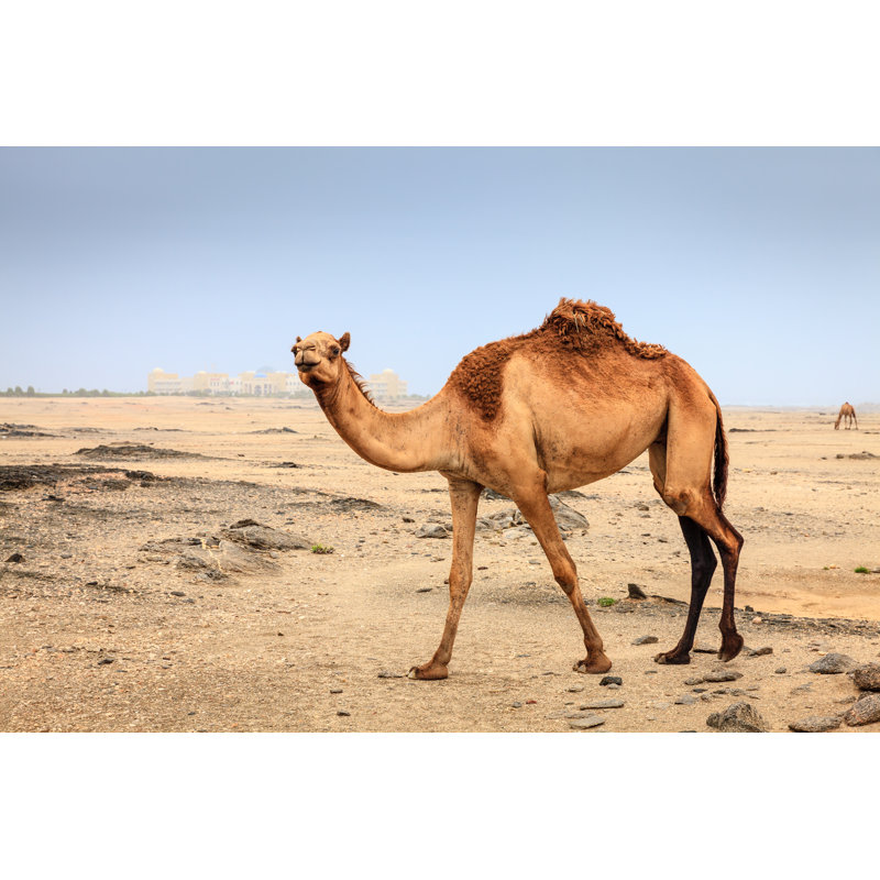 Wild Camel In Oman - Wrapped Canvas Print, 30cm H x 46cm W