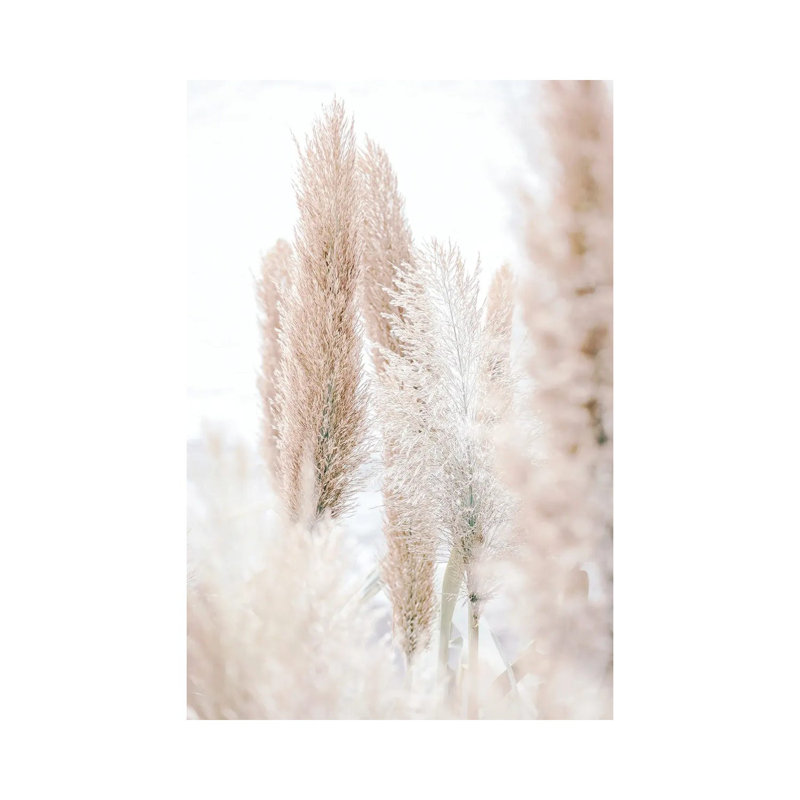 Pampas Reed Madeira by Monika Strigel - Wrapped Canvas Print, 20.32 cm H x 30.48 cm W