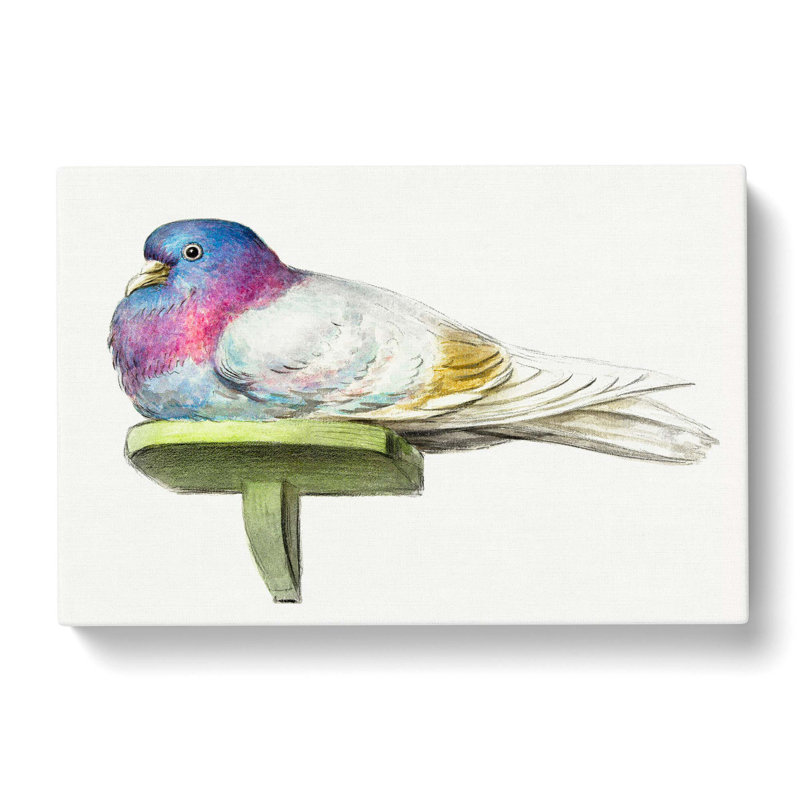 Pigeon by Jean Bernard - Wrapped Canvas Painting, 40cm H x 60cm W x 3cm D