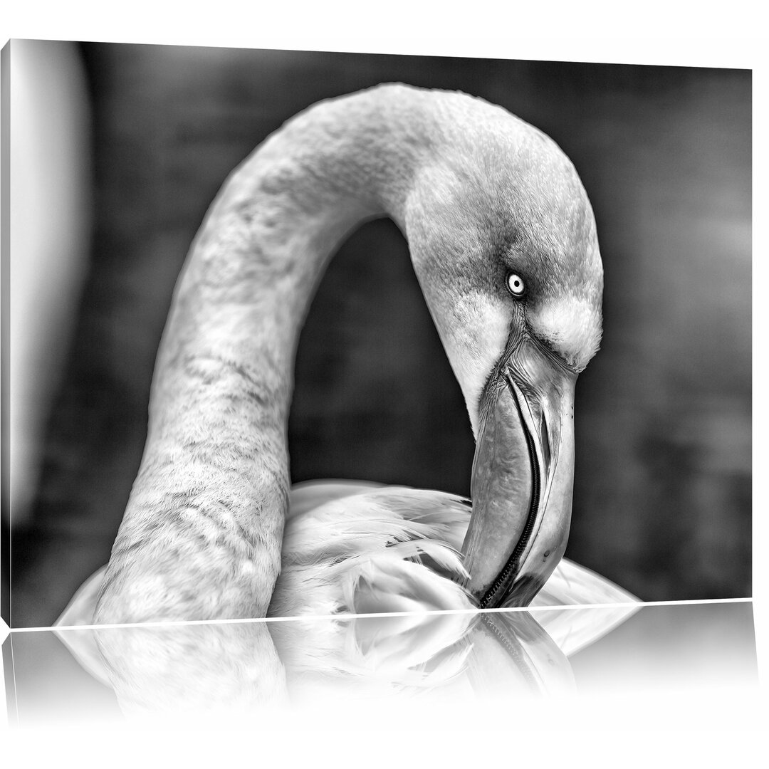 Leinwandbild Flamingo beim Putzen in Monochrom