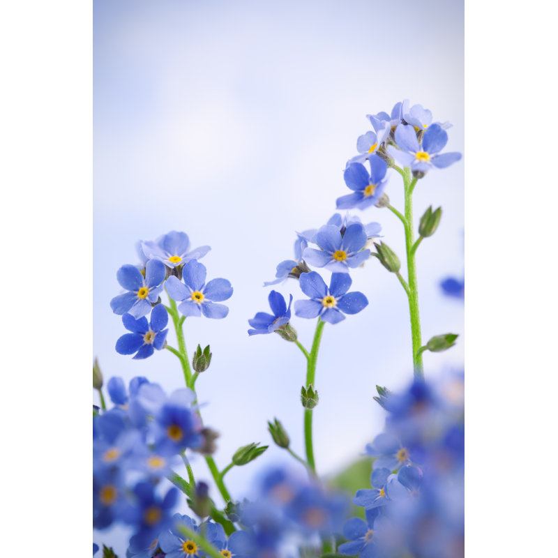 Softness by Borchee - Print, 46cm H x 30cm W x 3.8cm D