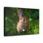Art mural lapin majestueux-2013105437