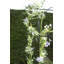 Hirsch Garden  Metal Arched Trellis with Gate