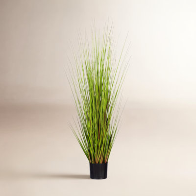 60" Lemongrass Plant in Pot