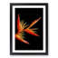 Orange and Red Bird of Paradise in Abstract - Picture Frame Graphic Art Print-55723848-55723845