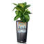 Lechuza Cilindro Color Self-watering Planter with Drainage Hole and Water Level Indicator-26992041-26992039