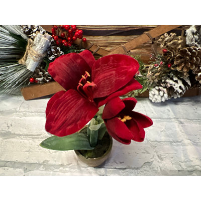 Potted Red Amaryllis