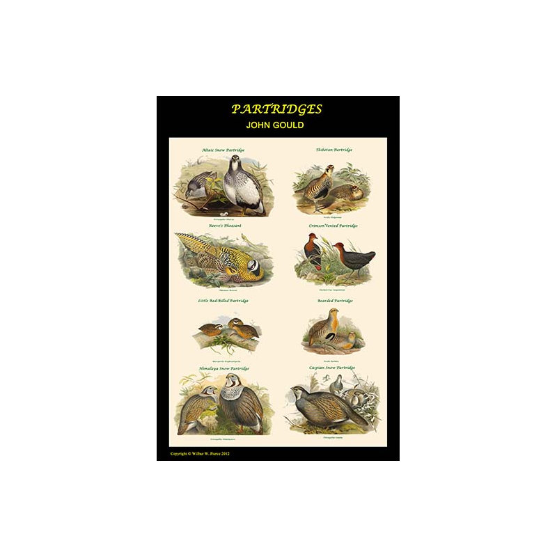 Affiche de classe composite partridge-impression d’art graphique, H 42 po x l 28 po x P 1,5 po