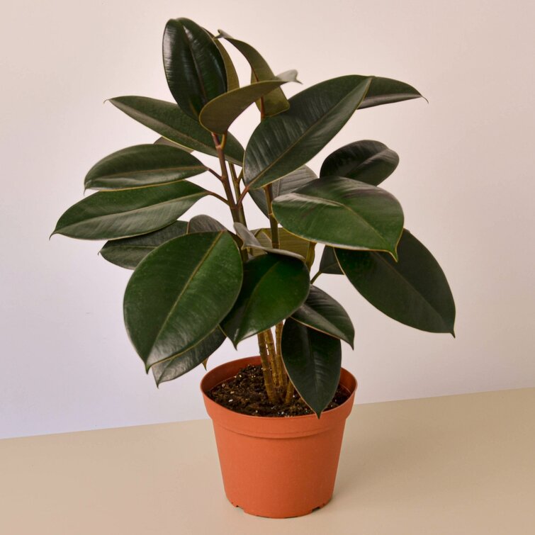 Buy Ficus Ruby Tree Form 2-Stem