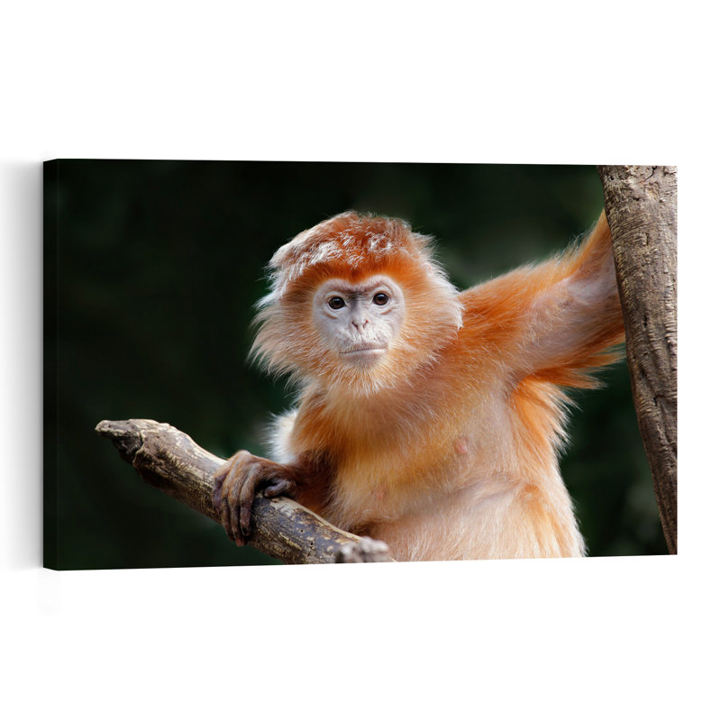 Curious Orange Monkey Abstract Contemporary Monkey Forest Landscape Wall Art Print by Carles Just - Print