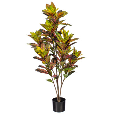 36" Croton Potted Plant.