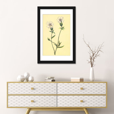 " Silene Vulgaris " by PI Collection