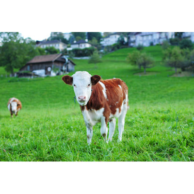 Swiss Cow Eating Grass - Xlarge by Phototalk