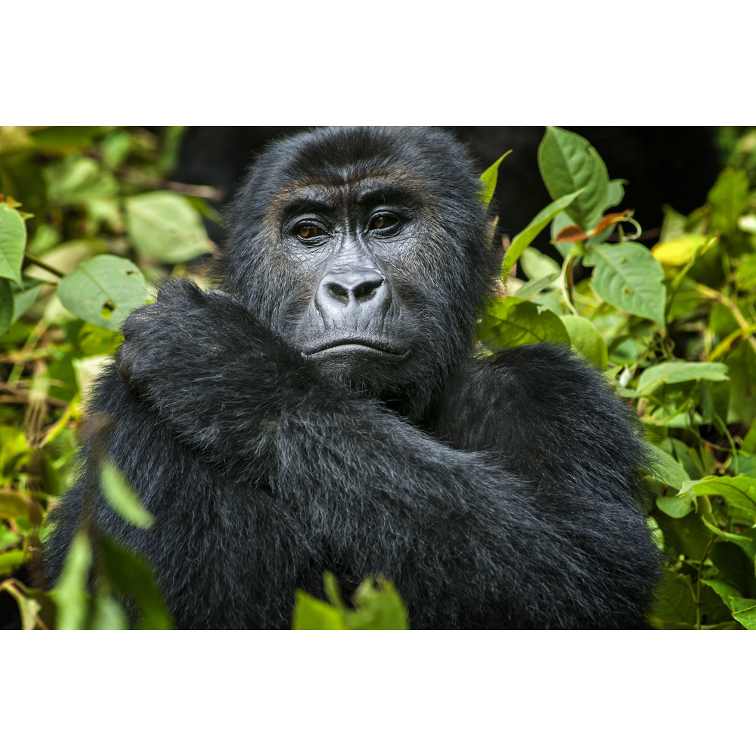 Gorilla im Kongo von Guenterguni - Leinwandbild auf Leinwand