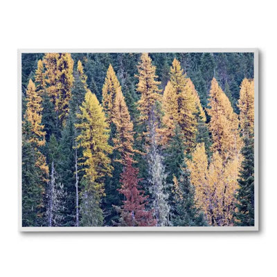 Autumn Tamarack Forest Photographic Print Canvas