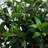 Olive Topiary Tree