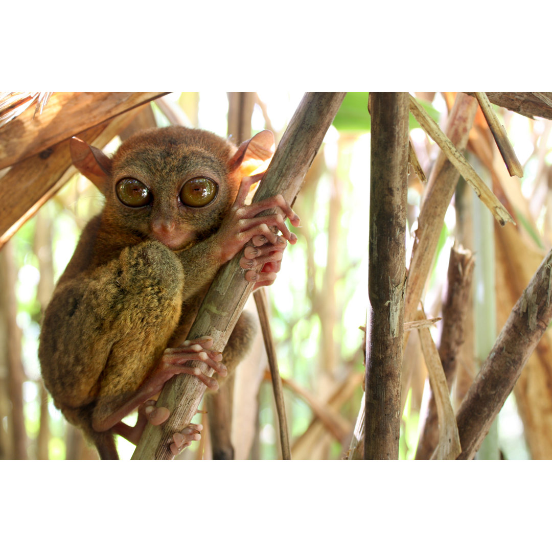 Philippinischer Tarsier von DarleneSanguenza - Leinwandbild