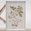Oliver Gal Illustration of Flowers Floral and Botanical - Luxury Shadowbox Framed Wall Art-1523304292-1523304295