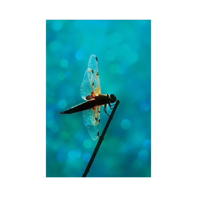 Dragonfly - Wrapped Canvas Print, 20.32 cm H x 30.48 cm W
