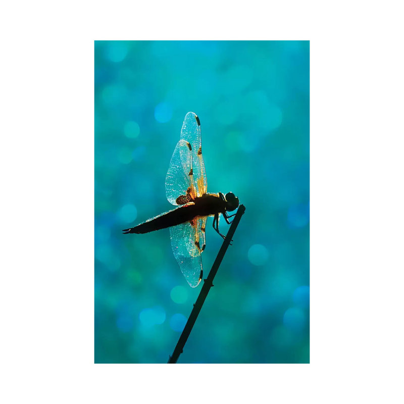 Dragonfly - Wrapped Canvas Print, 66.04 cm H x 45.72 cm W x 3.175 cm D
