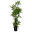 150cm Faux Moss Tree in Metal Planter-2028658789
