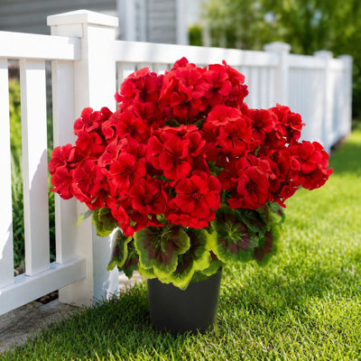 Fleurs de géranium artificielles en pot de 19,7 pouces, buisson de faux géranium multicolore avec jardinière en plastique noir pour la décoration intérieure de patio