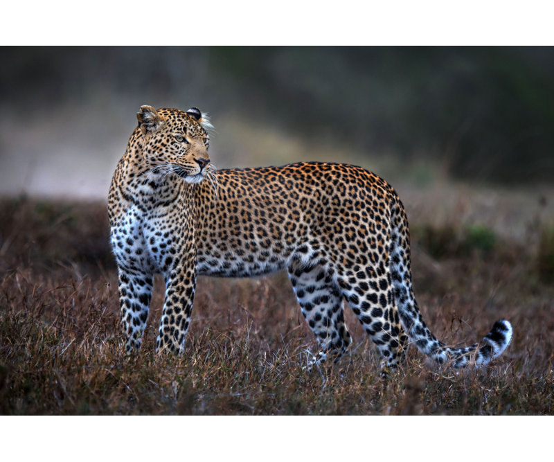 Wrapped Canvas Print, 50.8 cm H x 76.2 cm W