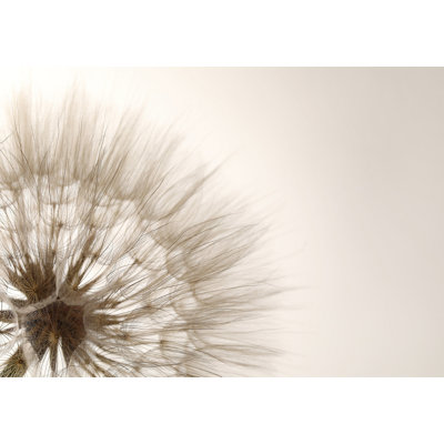 Peel & Stick Floral Wall Mural - Dandelion Close-Up Sepia